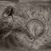 NIDSANG - Into The Womb Of Dissolving Flames (2014) (Limited edition LP