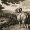 DÖDSVARG - Livet Ar En Dodsorsak (Limited edition 12" LP) (2017)
