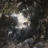 DARKENHOLD - Memoria Sylvarum (2018) (LP)