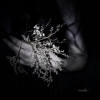 CLOUDS - Destin (2017) (Limited edition LP